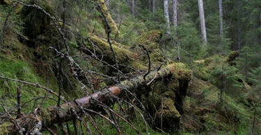 Villmarkspreget skog har store biologiske verdier 